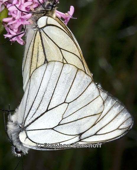 butterflies pink flower graphic